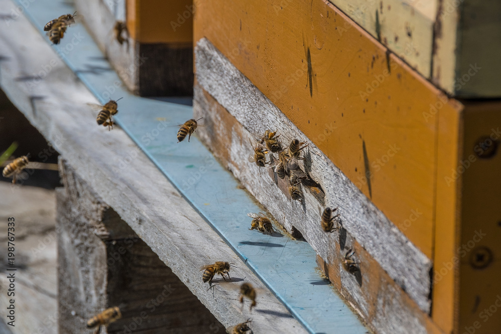 A beehive and its hard working small bees A beehive and its hard working small bees