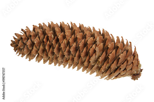 Spruce cone on a white background photo