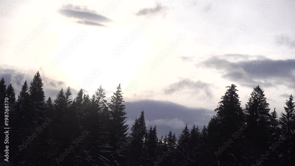 Clouds over fir trees forest in winter windy day