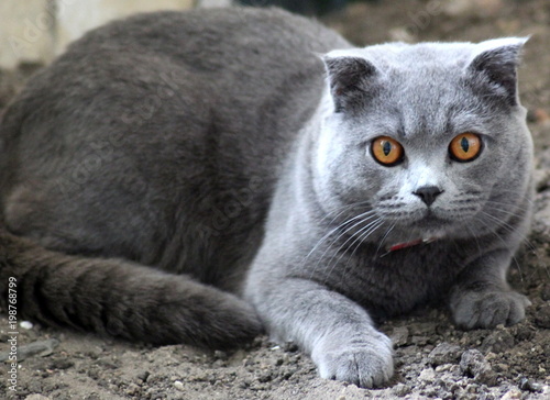 British cats posing