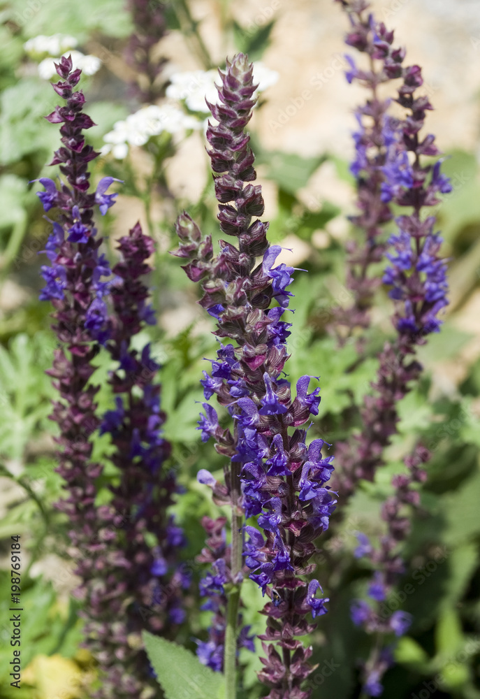 Fototapeta premium Sage— a medicinal plant