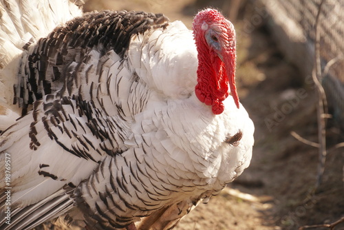 turkey on the farm closeup