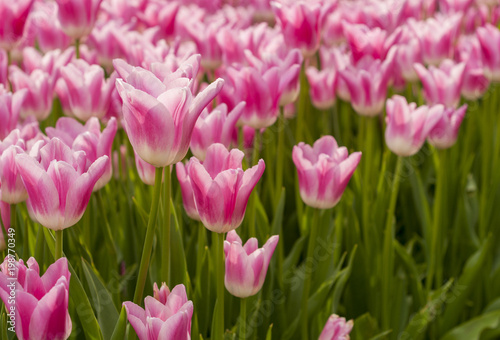 Beautiful Pink Tulips in garden © resul