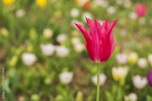 Pink Tulip with green background