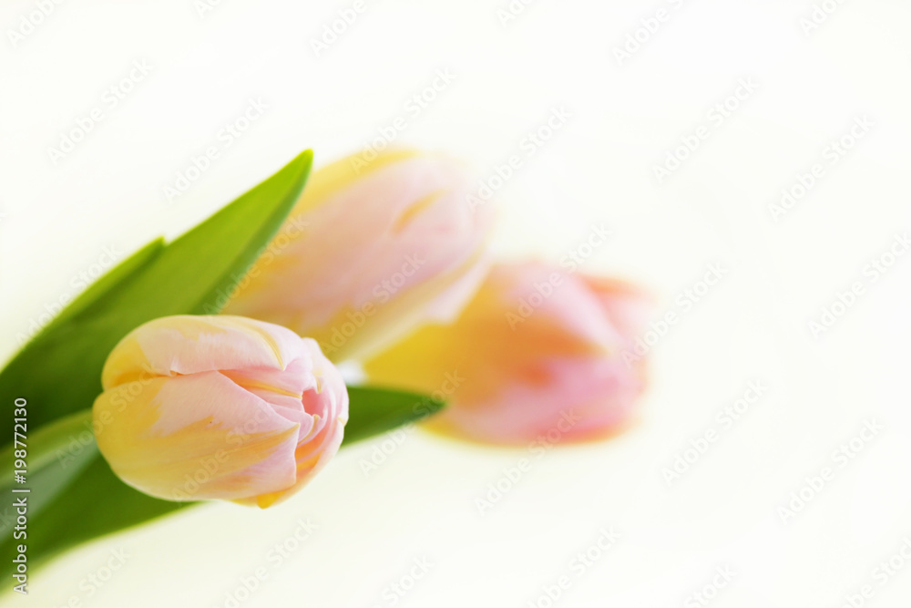 three pink tulips with orange veins close-up on a white background. three pink tulips with orange veins close-up on a white background.