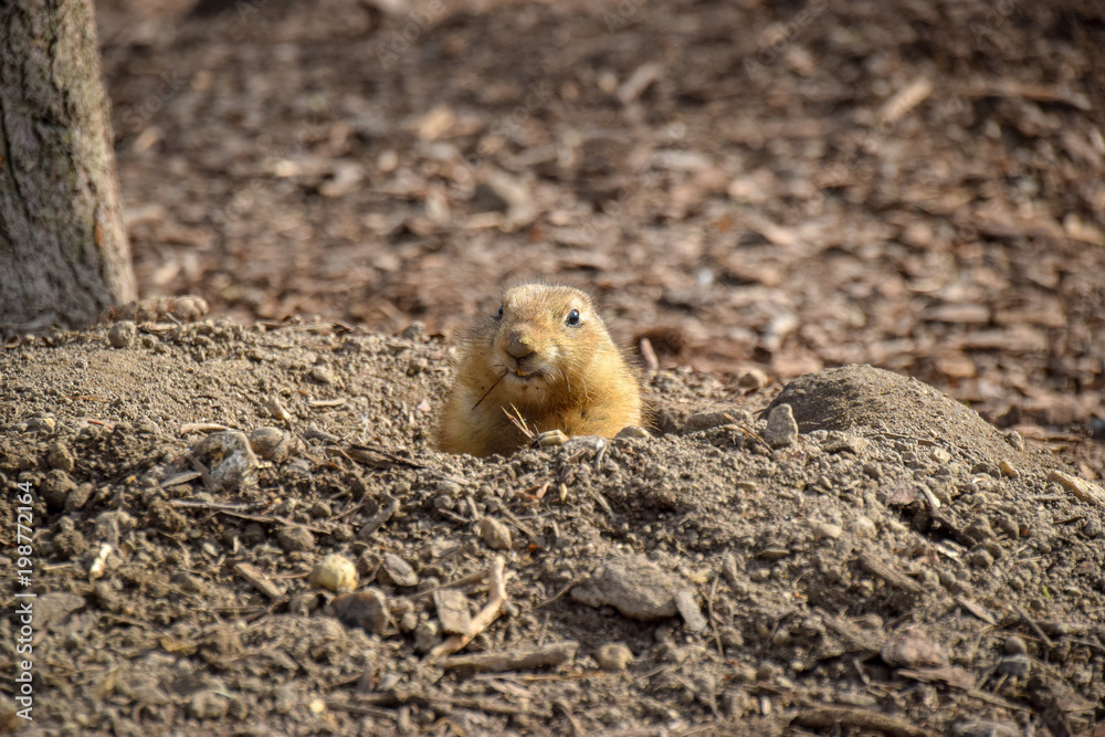 Cynomys ludovicianus, Präriehund, Tier, Frei, Buddelt ein Loch, Dreck, Erde, Fell, schauen, Auschau halten Cynomys ludovicianus, Präriehund, Tier, Frei, Buddelt ein Loch, Dreck, Erde, Fell, schauen, Auschau halten