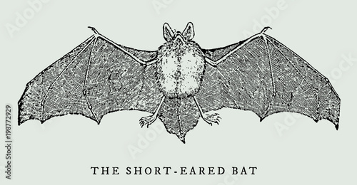 The short-eared bat (myotis ikonnikovi) spreading its wings in frontal view (after a vintage woodcut, illustration, engraving from the 17th century)