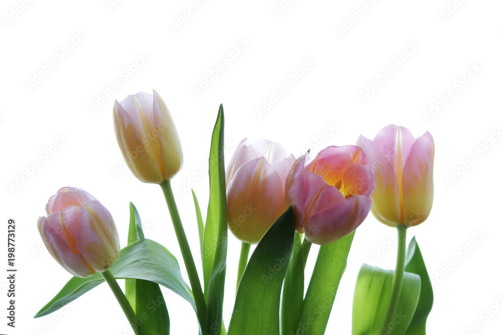 five pink tulips with orange veins on a white background. five pink tulips with orange veins on a white background.