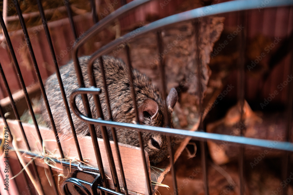 beautiful Chilean squirrel in a cage
