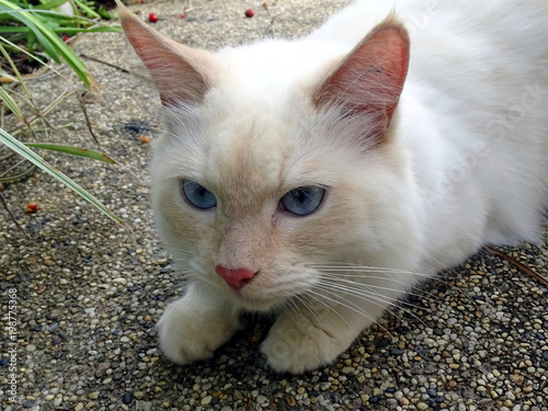 A closeup of a fluffy white cat showing its head, blue eyes and front paws  © Mr Privacy