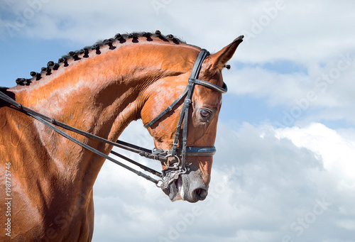 Equestrian sport - dressage head of sorrel horse © Dotana
