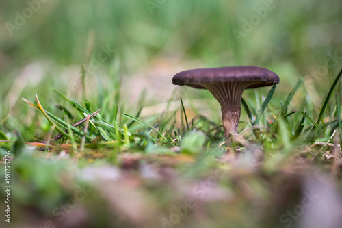 Brown mushroom or toadstool in the grass. Selective focus.