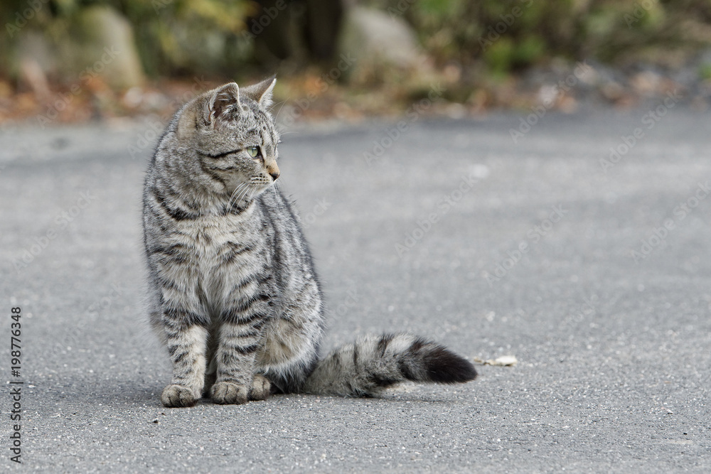 Portrait of shaggy cat on a asphalt road Portrait of shaggy cat on a asphalt road