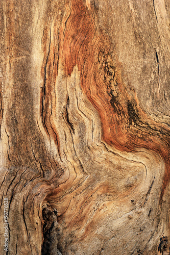 Fototapeta Naklejka Na Ścianę i Meble -  Gnarled tree closeup texture