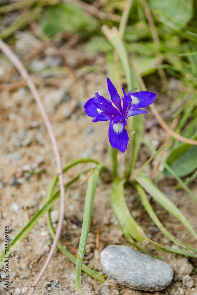 Spontaneous flowers in the Calabrian mountain. Spontaneous flowers in the Calabrian mountain.