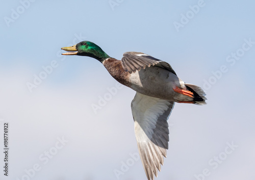 Duck in flight.