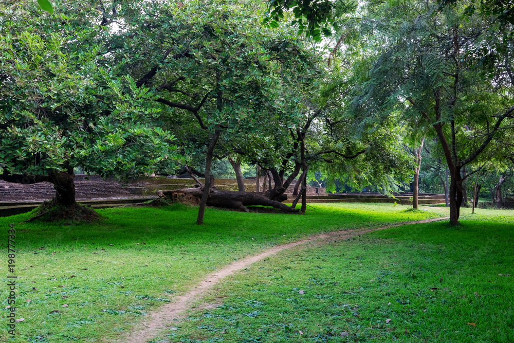 a large old tree on a green lawn, on the territory of Polonnaruwa, the second ancient capital of Sri Lanka