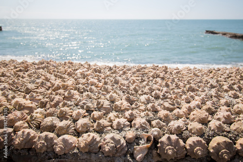 Photos Shells of snails on the seashore