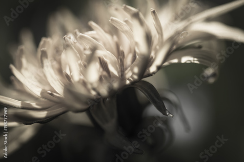 Fototapeta Naklejka Na Ścianę i Meble -  macro close up of dandelion head petals in sunlight isolated
