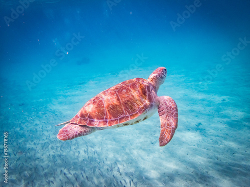 Swimming with turtles  Curacao Views © Gail Johnson