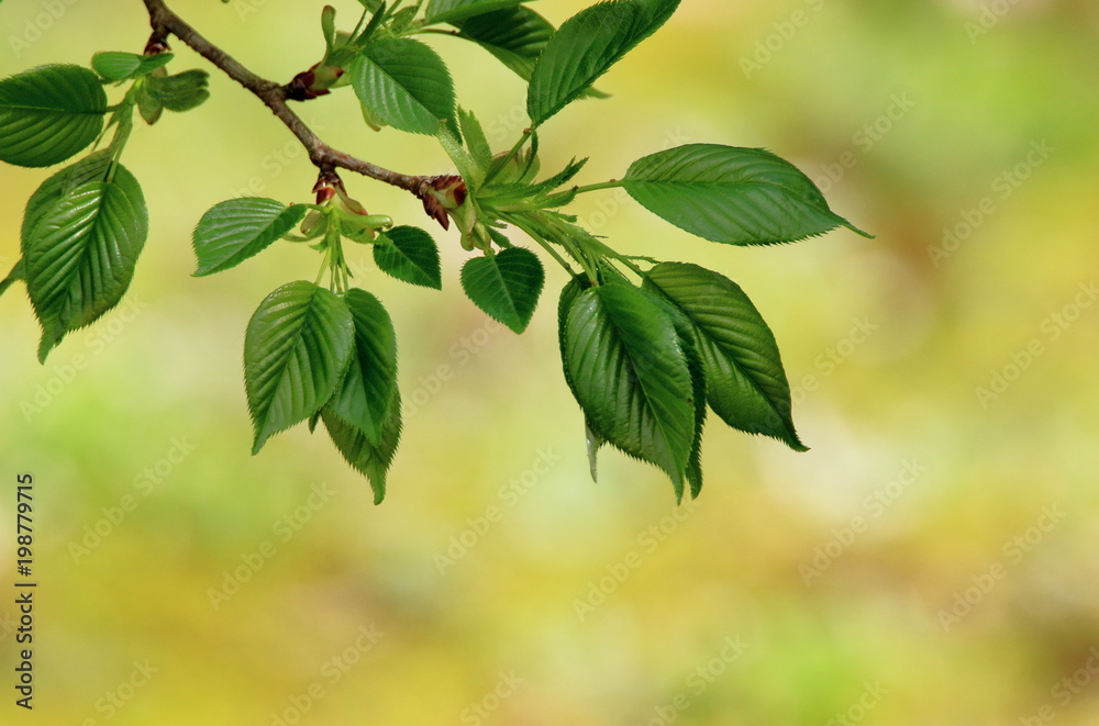 葉桜