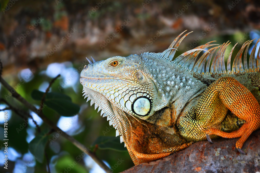 Obraz premium Colorful Creature