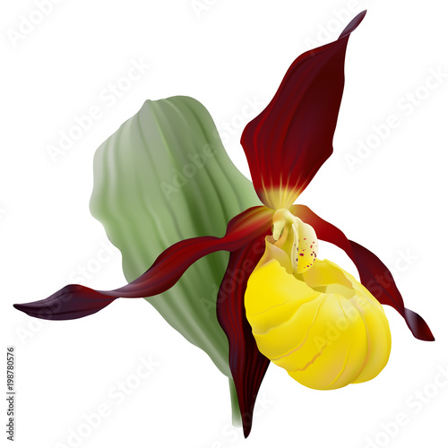 Cypripedium calceolus or Yellow Lady’s Slipper, a terrestrial wild orchid on white background.
