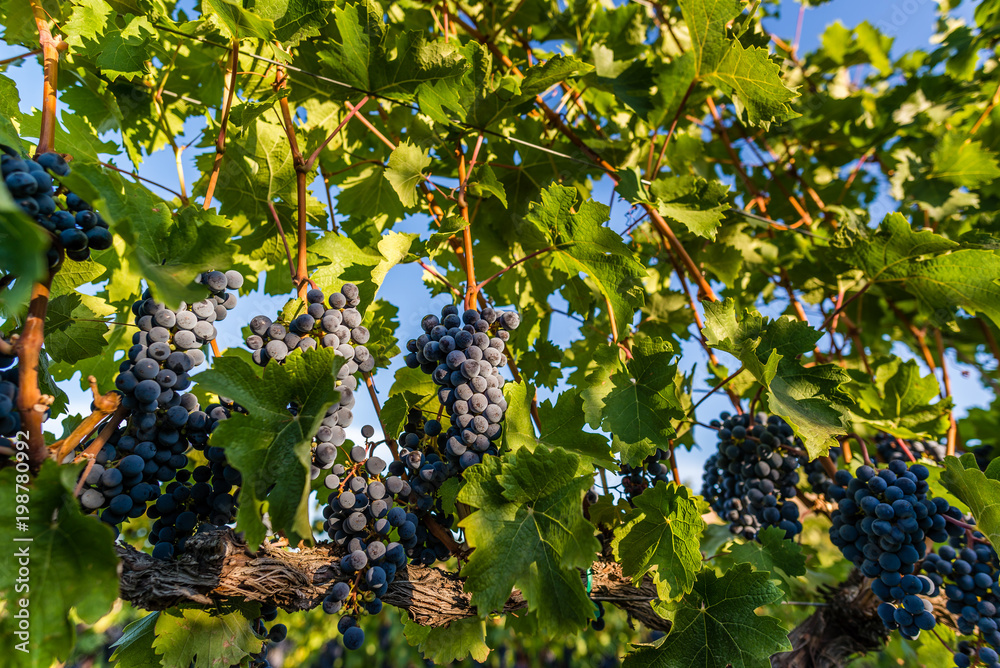 Grapes just before harvest in wine country, Yakima Grapes just before harvest in wine country, Yakima