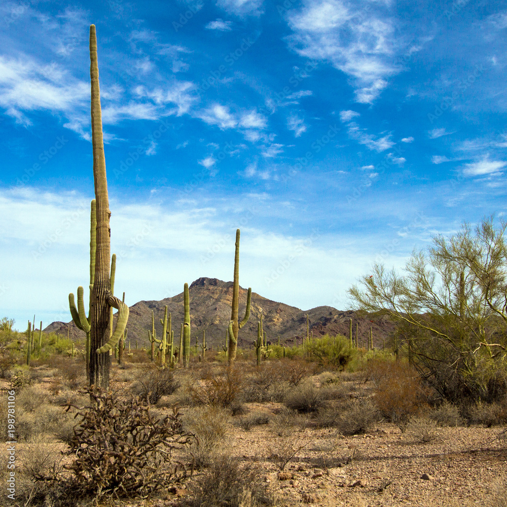 Organ Pipe Cactus National Monument in southern Arizona, showing Giant Saguaro and Cholla cacti and Palo Verde trees