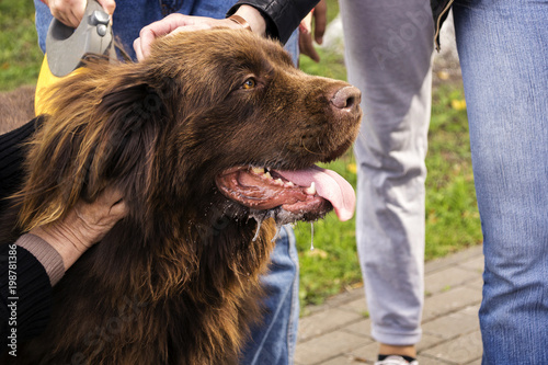 the big brown happy dog in a profile is ironed by several people