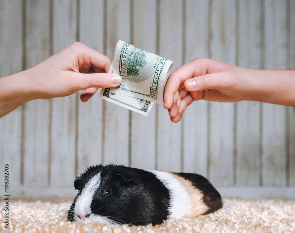 Animals Holding Money