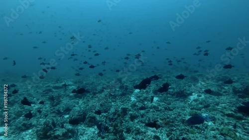 School of Red-toothed triggerfish swim over coral reef in the blue water
 photo