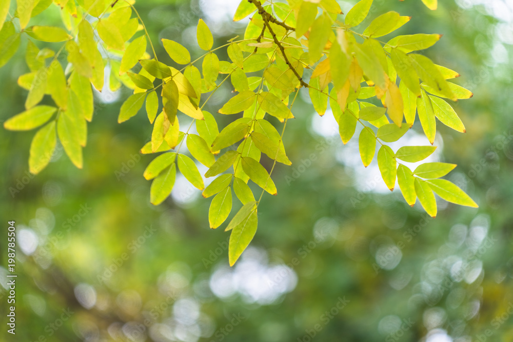 beautiful golden leaves in public park beautiful golden leaves in public park