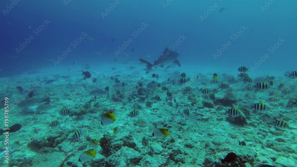 Tiger Shark - Galeocerdo cuvier swim over reef
Tiger Shark - Galeocerdo cuvier swim over reef