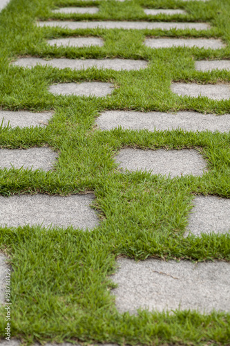 grass