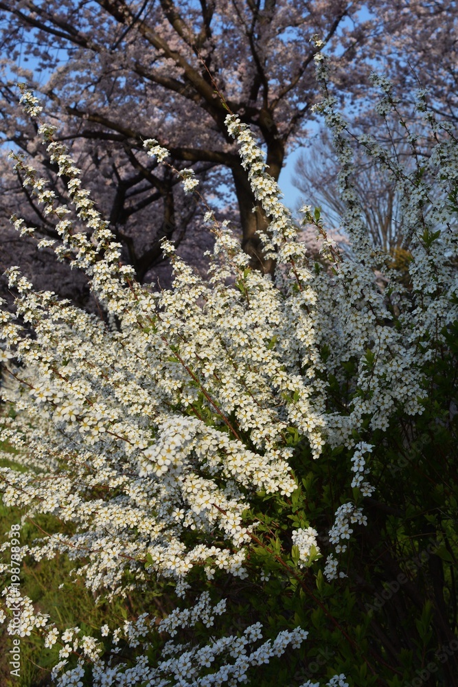 Spring scene Spring scene