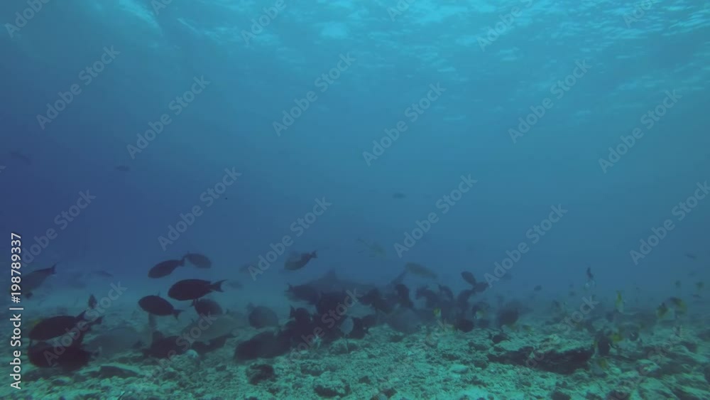 Tiger Shark picks up the remains of tuna and other fishery wastes thrown into the ocean
Tiger Shark picks up the remains of tuna and other fishery wastes thrown into the ocean