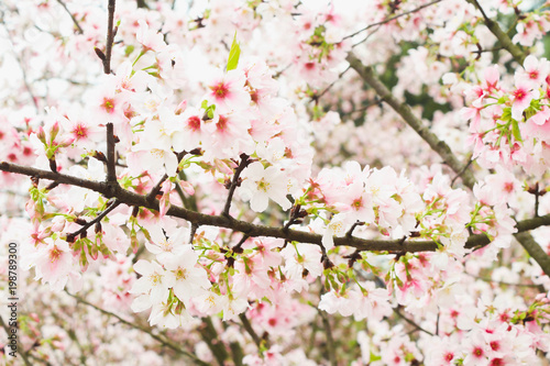 Fresh Branch of Blossom pink sakura tree in the garden © joejoestock