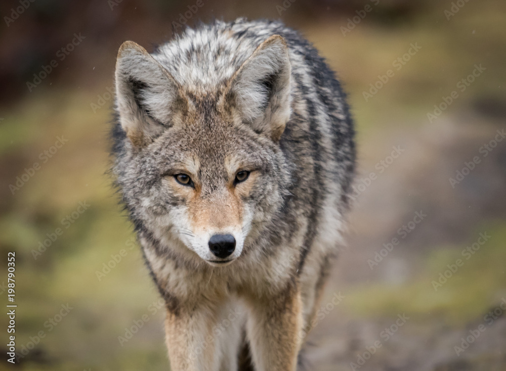 Obraz premium Coyote
