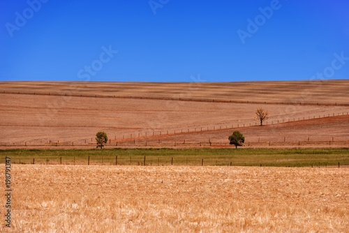 Ploughed Field with trees photo