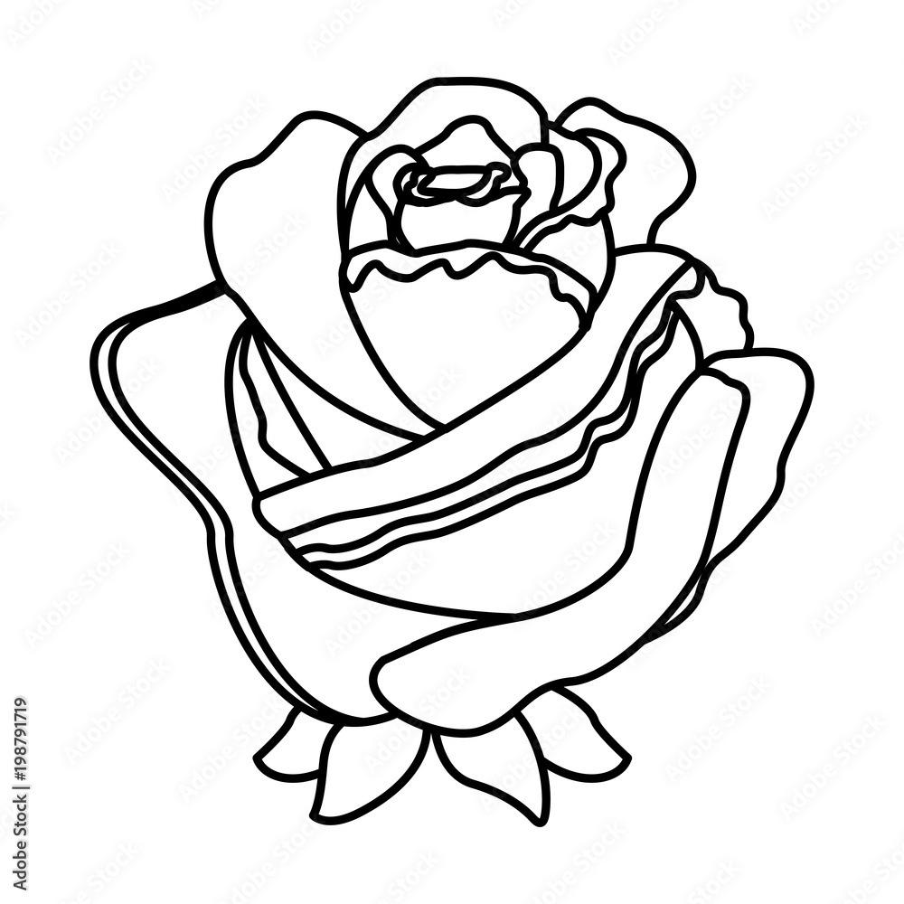 rose flower delicate romantic decoration rose flower delicate romantic decoration