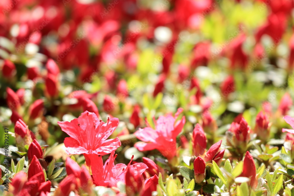 赤いツツジの花