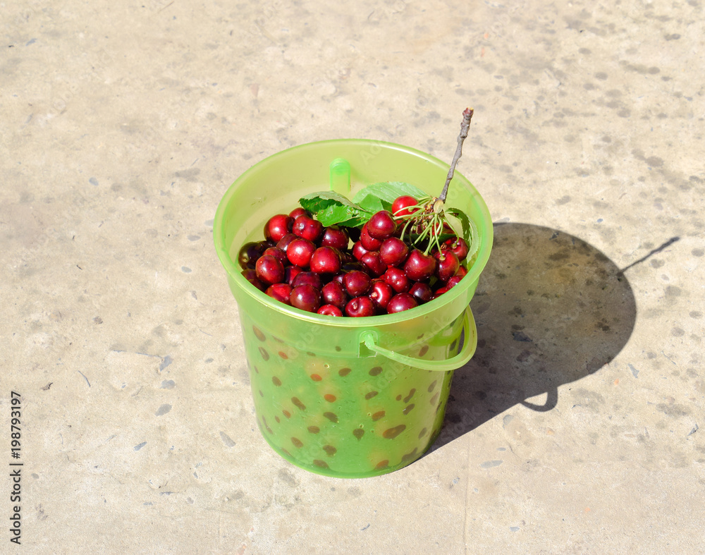 Cherries in a plastic green bucket. Ripe red sweet cherry Cherries in a plastic green bucket. Ripe red sweet cherry