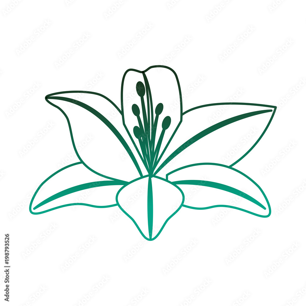 lily flower natural decoration image lily flower natural decoration image