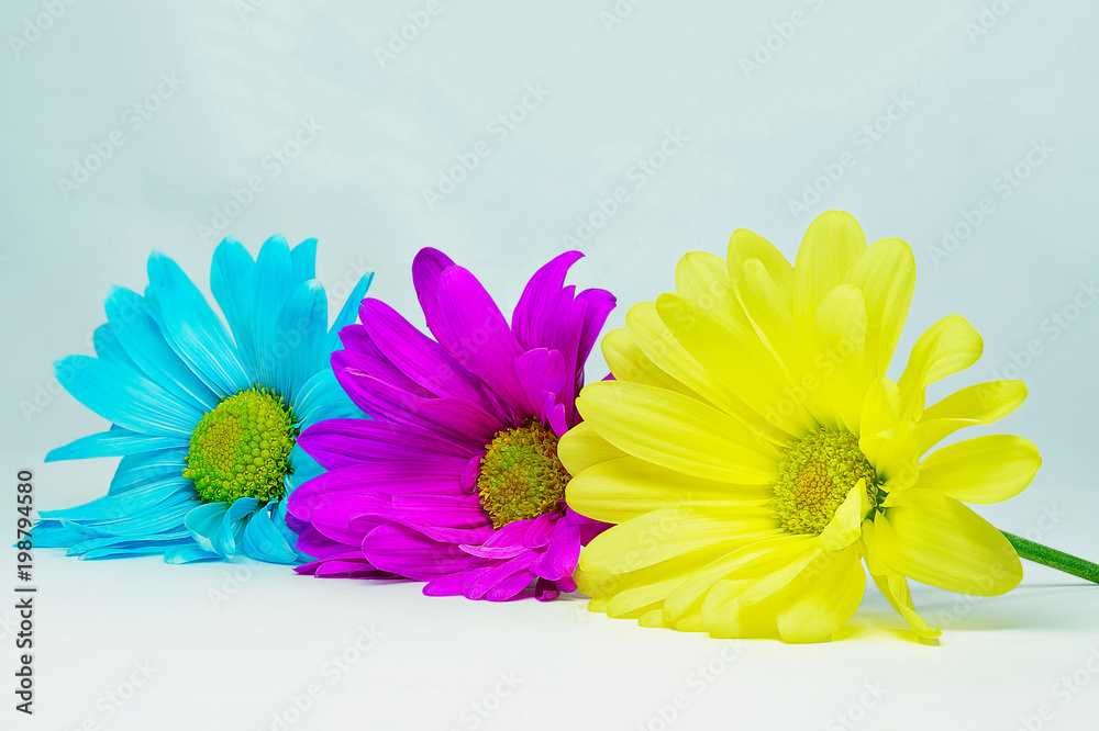 Light blue, purple and yellow daisy flowers on white background - obrazy, fototapety, plakaty 