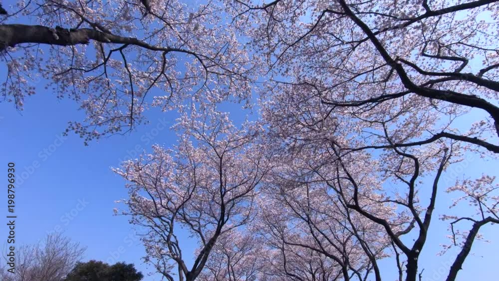 Driving under row of cherry blossom tree Driving under row of cherry blossom tree