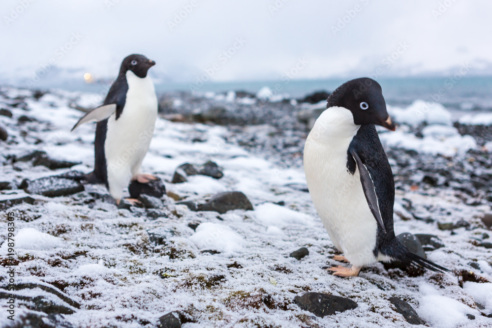 Fototapeta premium Beautiful landscape and scenery in Antarctica