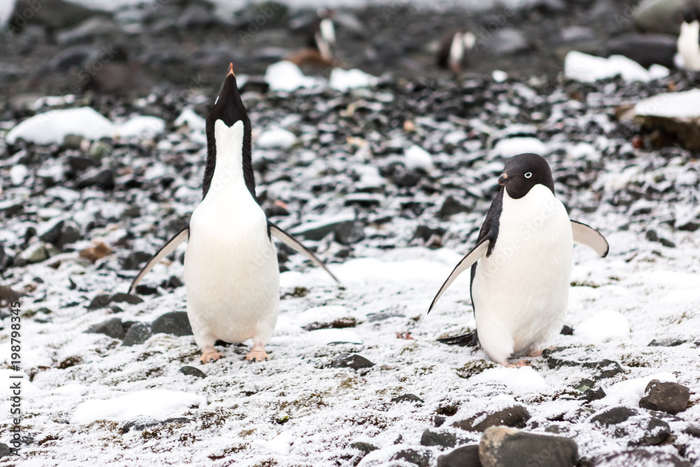 Obraz premium Beautiful landscape and scenery in Antarctica