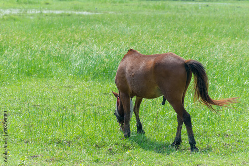 Horses stand Green grass in grass outdoors.