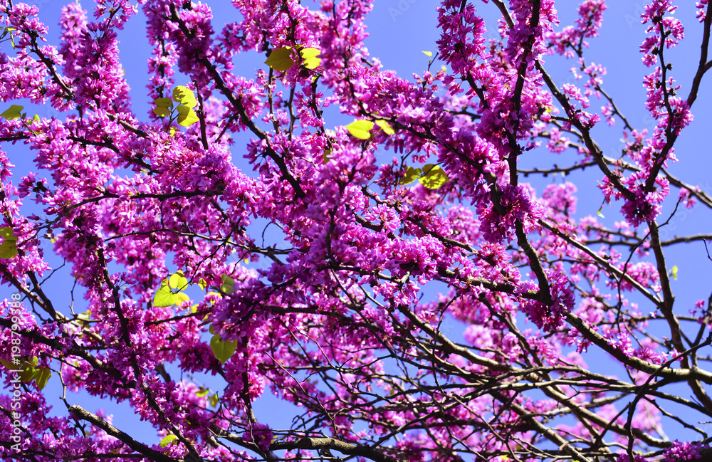 Flowers of almonds on a branch against the sky. Flowers of almonds on a branch against the sky.